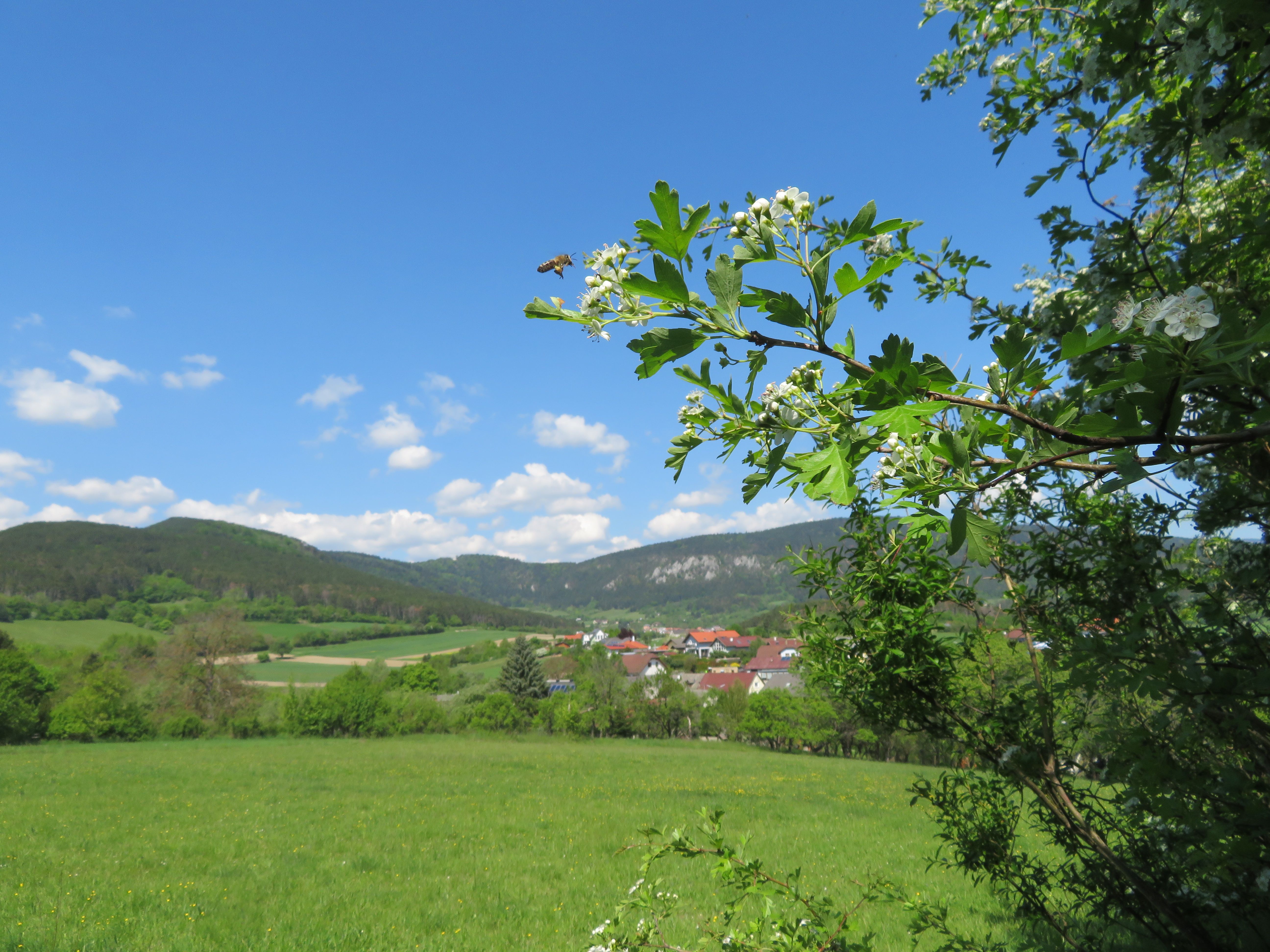 Feldrain im Flatzer Tal
