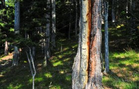 pechbaum, © Naturpark Sierningtal