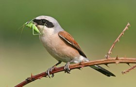 Neuntöter Männchen mit Heupferd, © Mathias Schäf