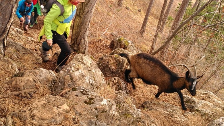 Ziegenwandern1, © Stefan Knöpfer