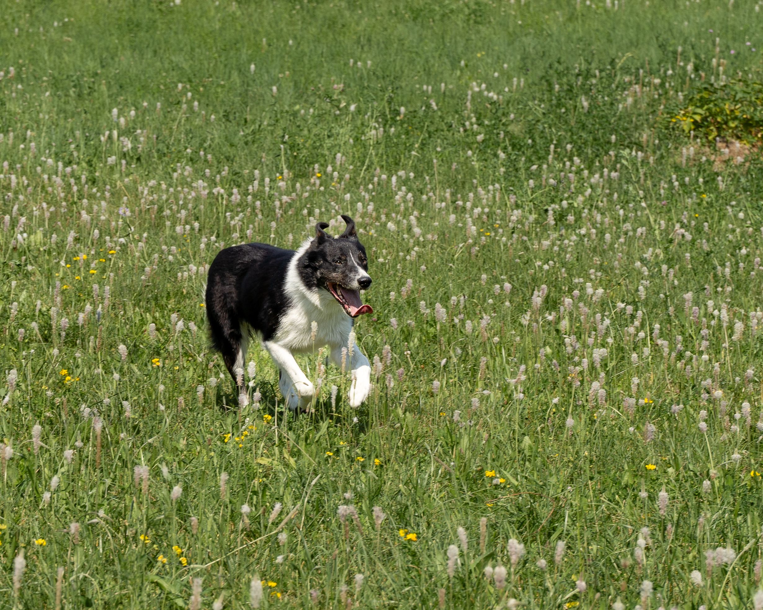 Border Collie