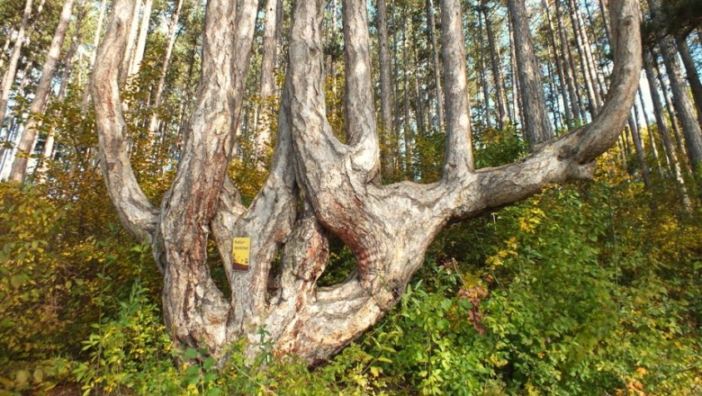 Sesselbaum, © Naturpark Sierningtal