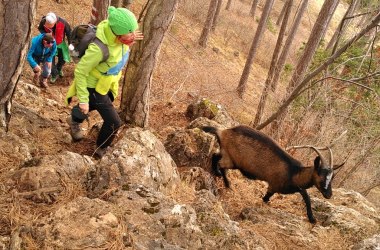 Wandern mit Ziegen des Bockerlhofs, © Stefan Knöpfer