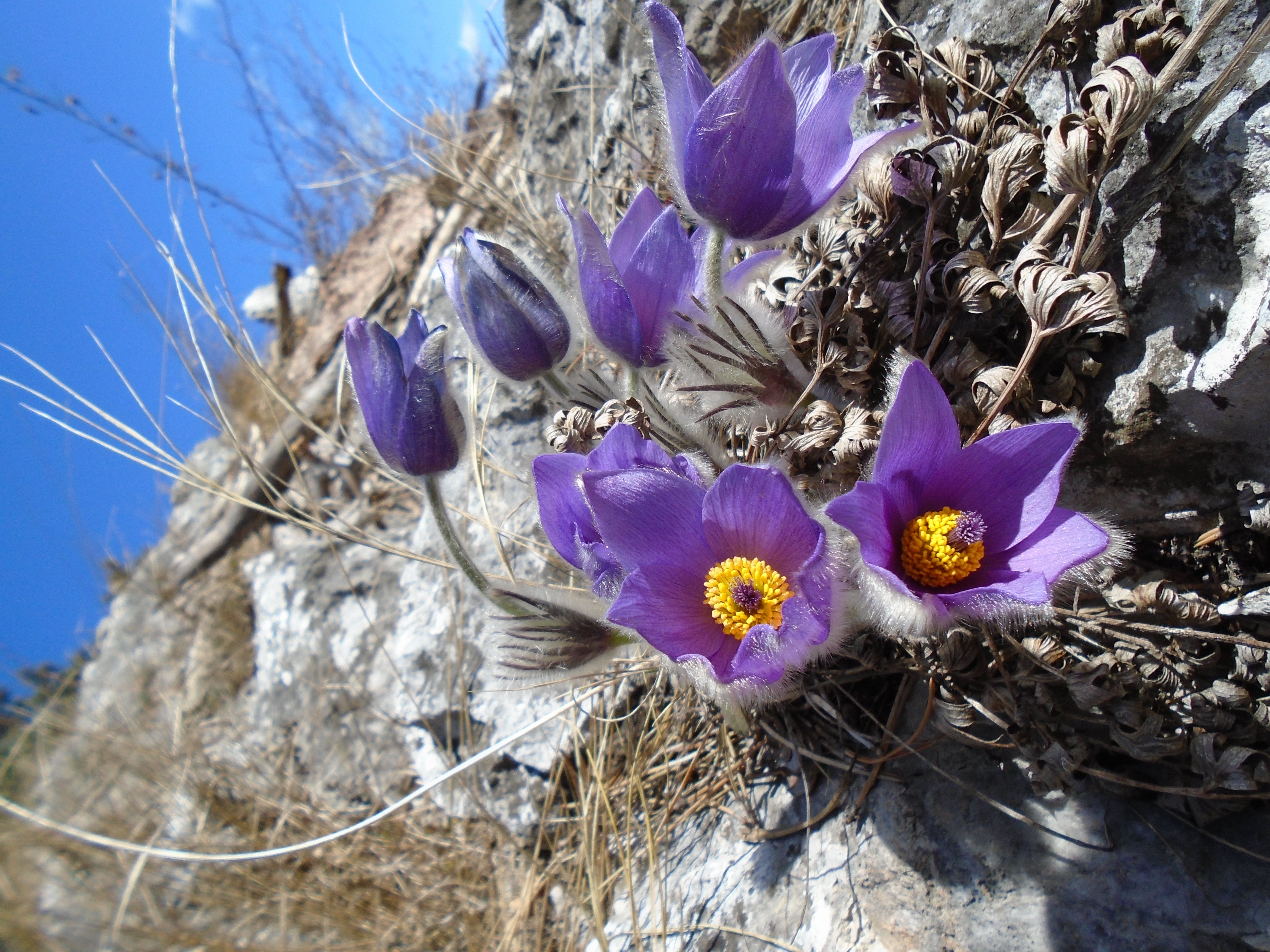Kuhschellen Flatzer Wand