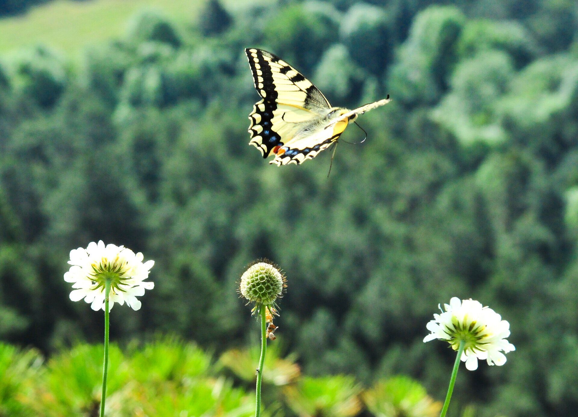 Ein farbenfroher Schmetterling schwebt über den blühenden Wiesen, während die sanften Hügel im Hintergrund eine malerische Kulisse bieten. Die frische Luft und die lebendige Natur laden dazu ein, die Schönheit des Augenblicks zu genießen und die Seele baumeln zu lassen.