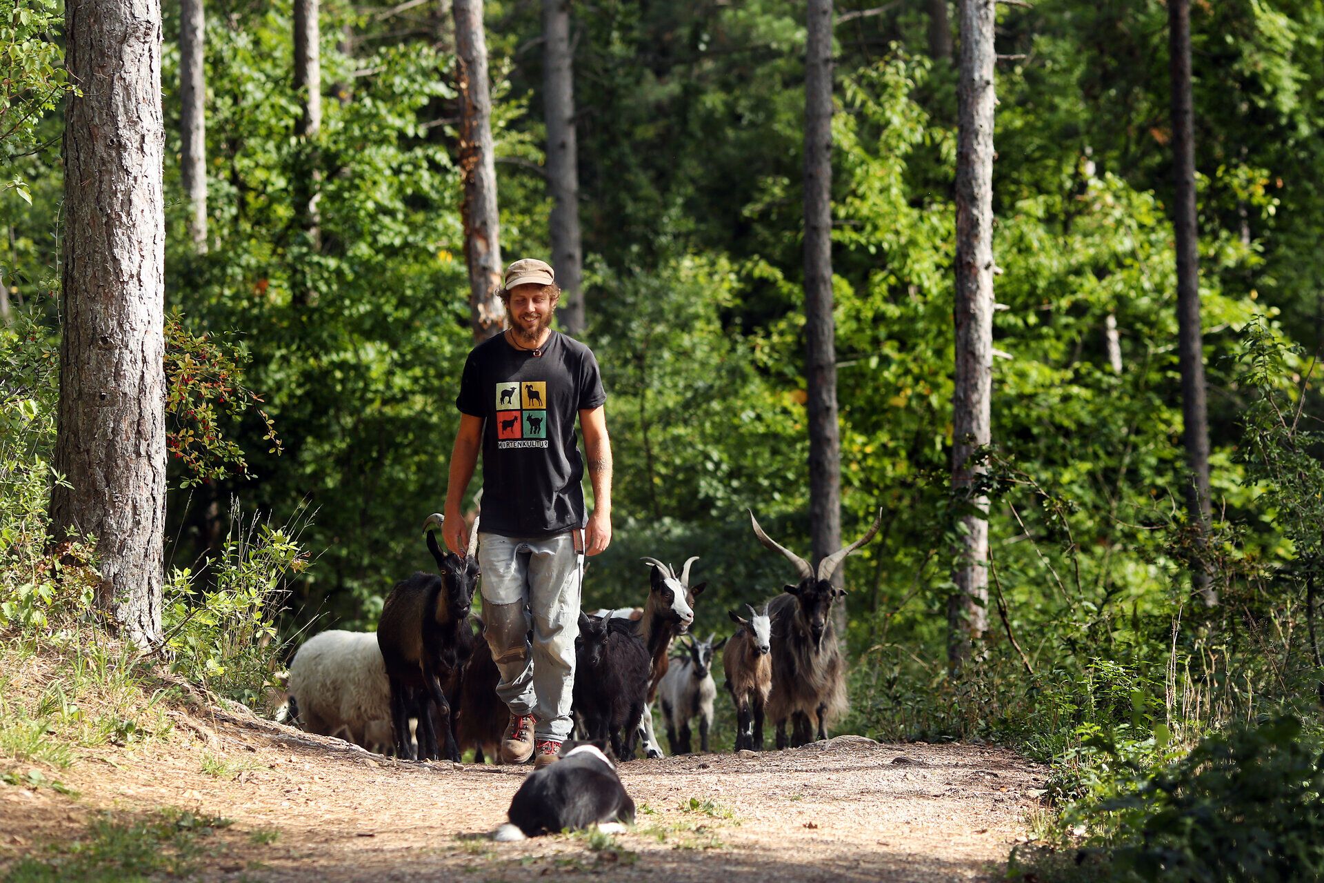 Ein Hirte marschiert vor seiner Herde von Ziegen und Schafen im Naturpark Sierningtal.