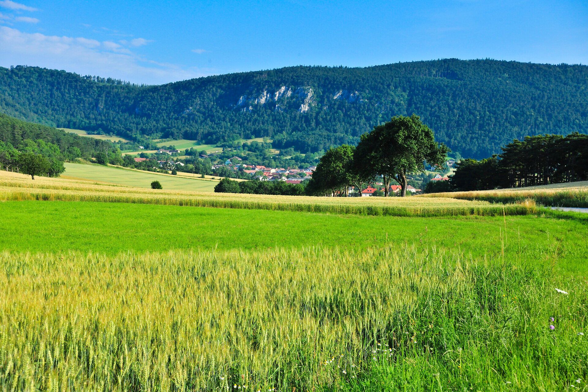 Die sanften Hügel und das leuchtende Grün der Wiesen laden zu einem erholsamen Spaziergang ein. Über den Feldern schimmert das Licht der Sonne und schafft eine friedliche Atmosphäre, die die Schönheit der Natur in vollen Zügen entfaltet.
