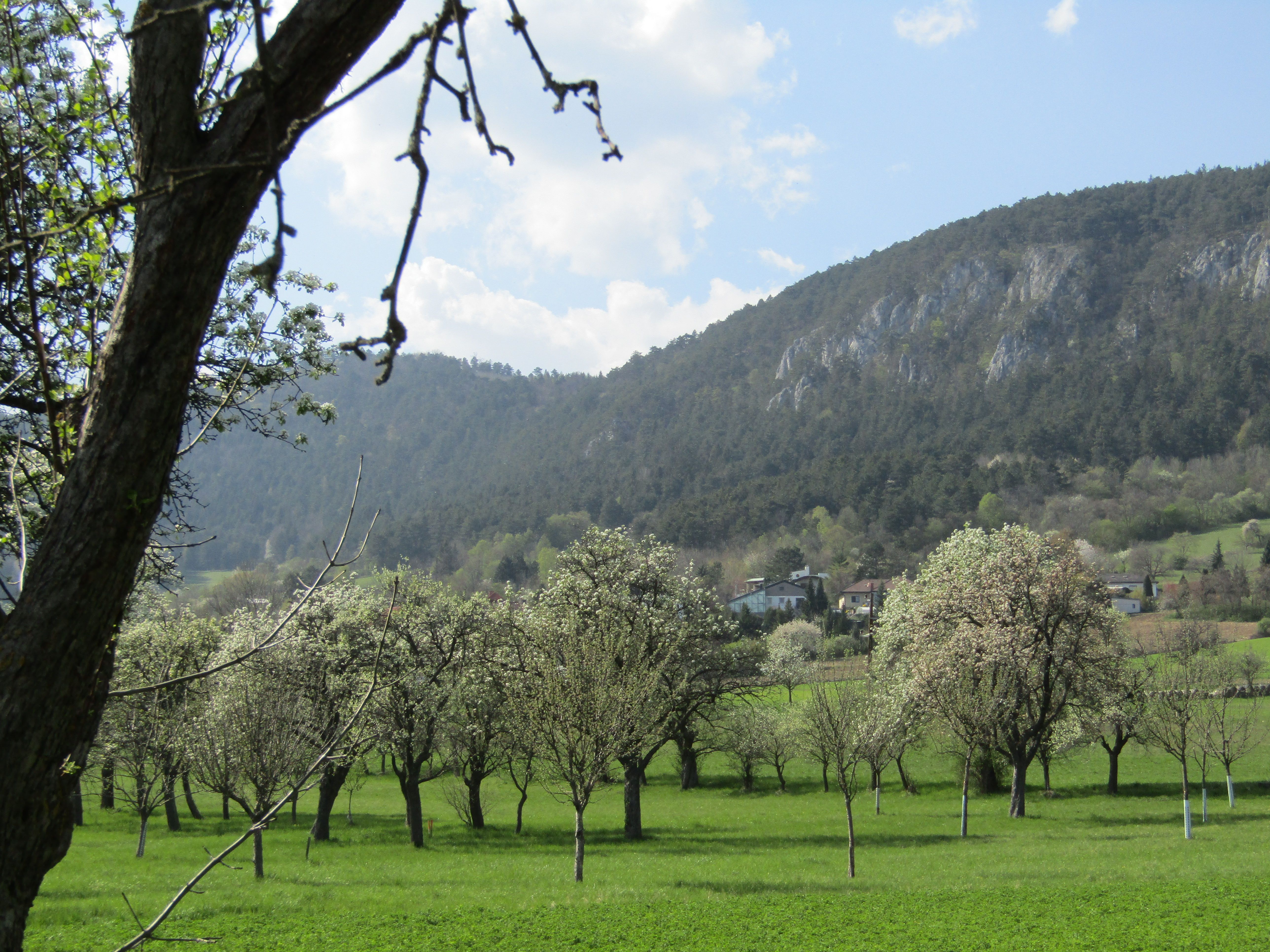 Flatz blühende Obstbäume Streuobstwiese
