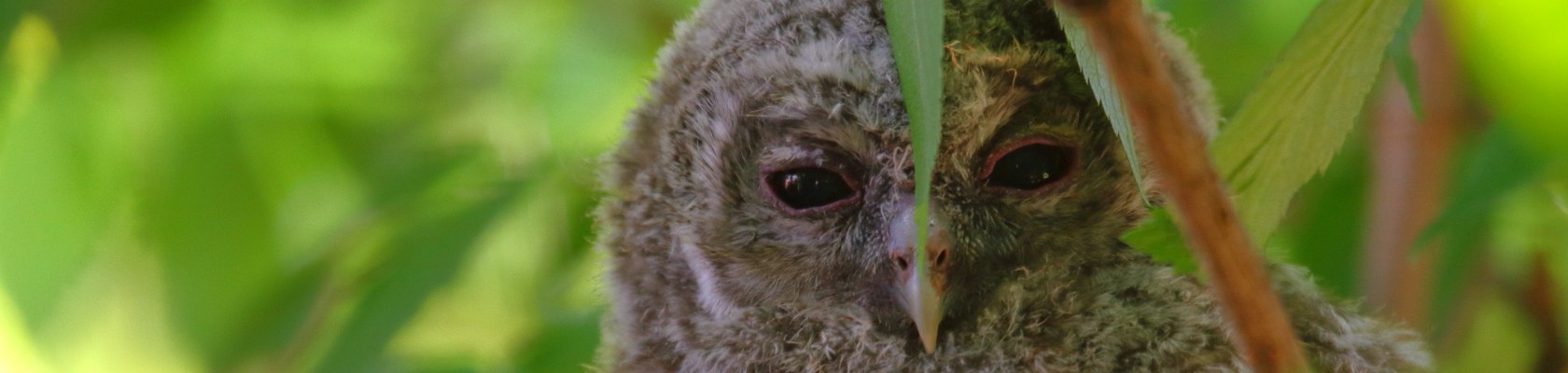 Jungerwaldkauz, &copy; Kn&ouml;pfer