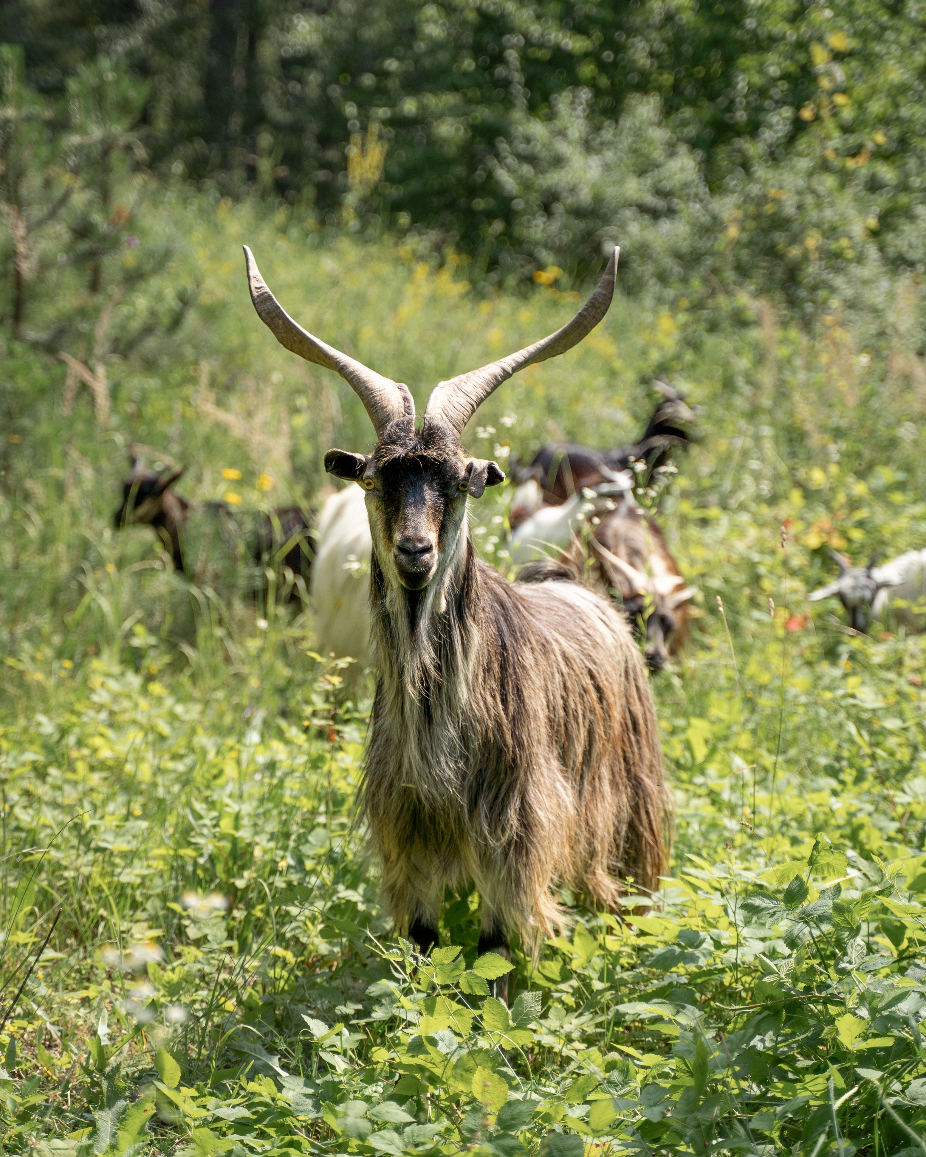 Bulgarenziege Ziegenbock Van Helsing