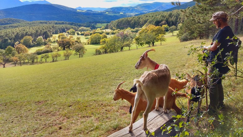 Ziegenwanderung auf den Gösing, © S.Knöpfer