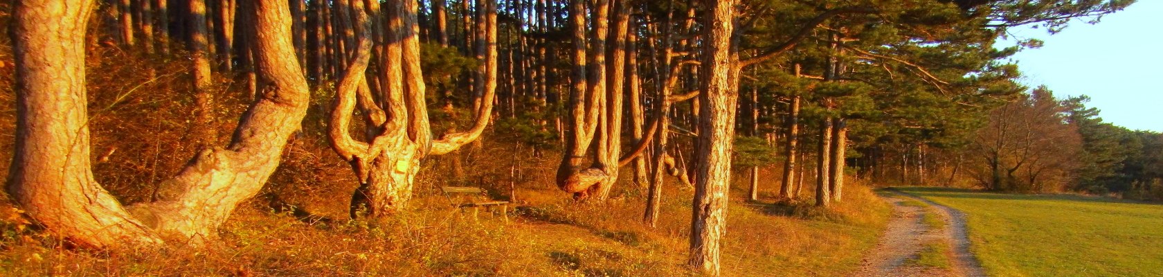 Gezogene Schwarzföhre, © Naturpark Sierningtal