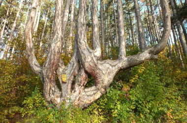 Sesselbaum, © Naturpark Sierningtal